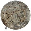Ammonite & Orthoceras - Round Dish - Fossil