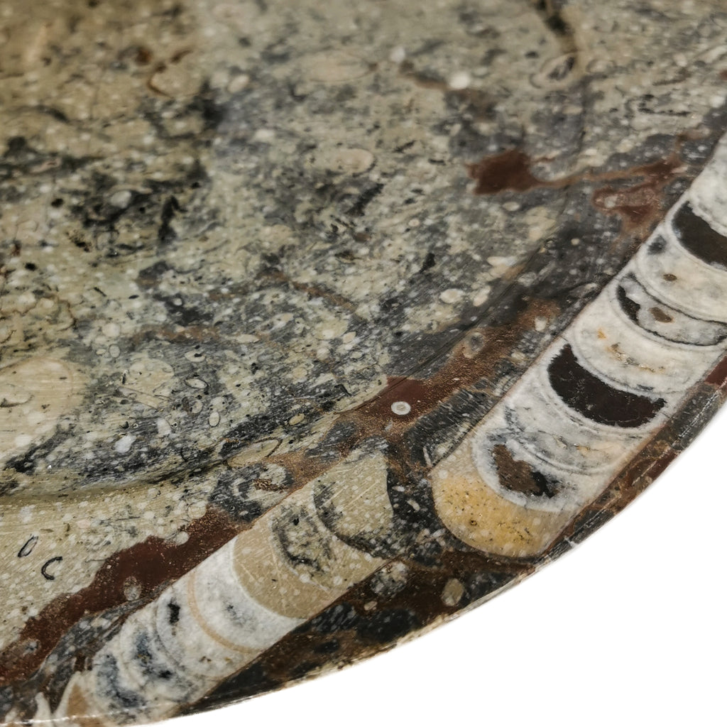 table basse ammonites orthocéras salon table basse ammonites orthocéras salon