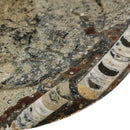 Ammonite & Orthoceras - Round Dish - Fossil