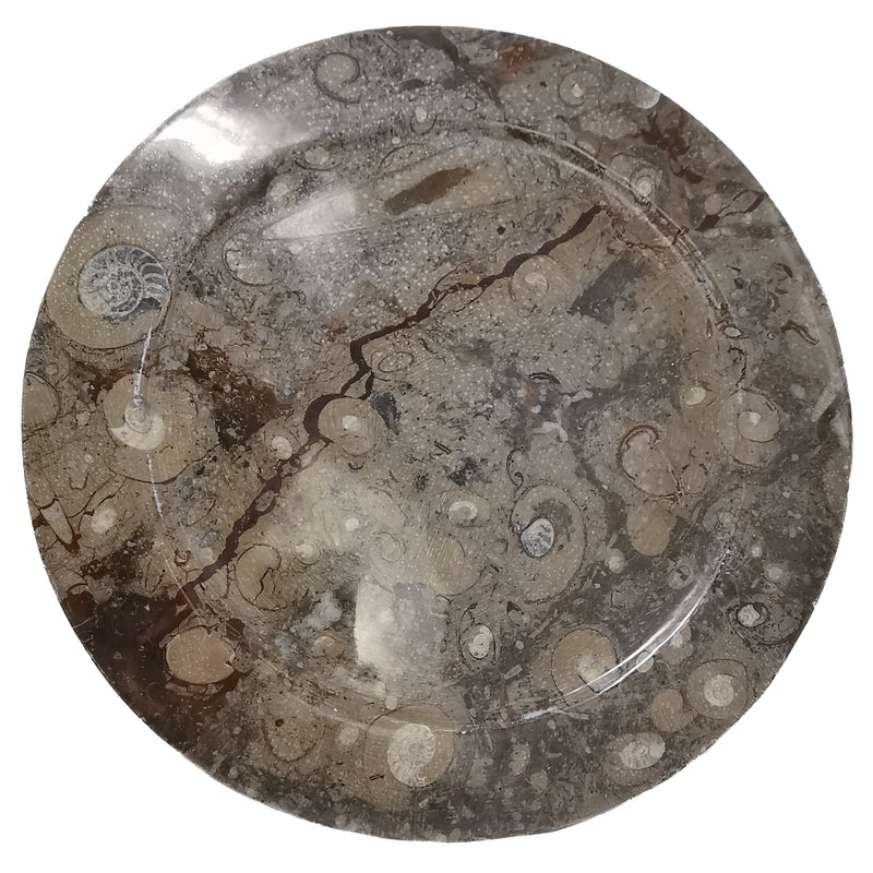 Ammonite & Orthoceras - Round Dish - Fossil