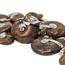 Ammonite - Polished Cap - Pendant - Madagascar