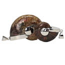 Ammonite - Polished Cap - Pendant - Madagascar