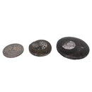 Ammonite - Polished Face - Morocco