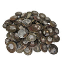 Ammonite - Polished Face - Morocco