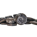 Ammonite - Polished Face - Morocco