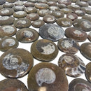 Ammonite - Polished Face - Morocco