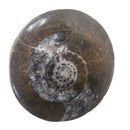 Ammonite - Polished Face - Morocco
