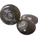 Ammonite - Polished Face - Morocco