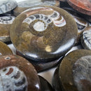 Ammonite - Polished Face - Morocco