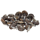 Ammonite - Star Cap - Pendant - Madagascar