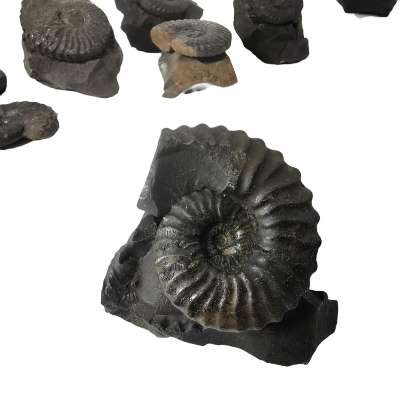 Ammonite (Removable From Matrix) - Fossil