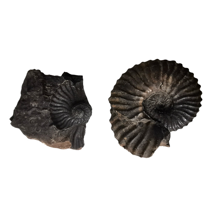 Ammonite (Removable From Matrix) - Fossil