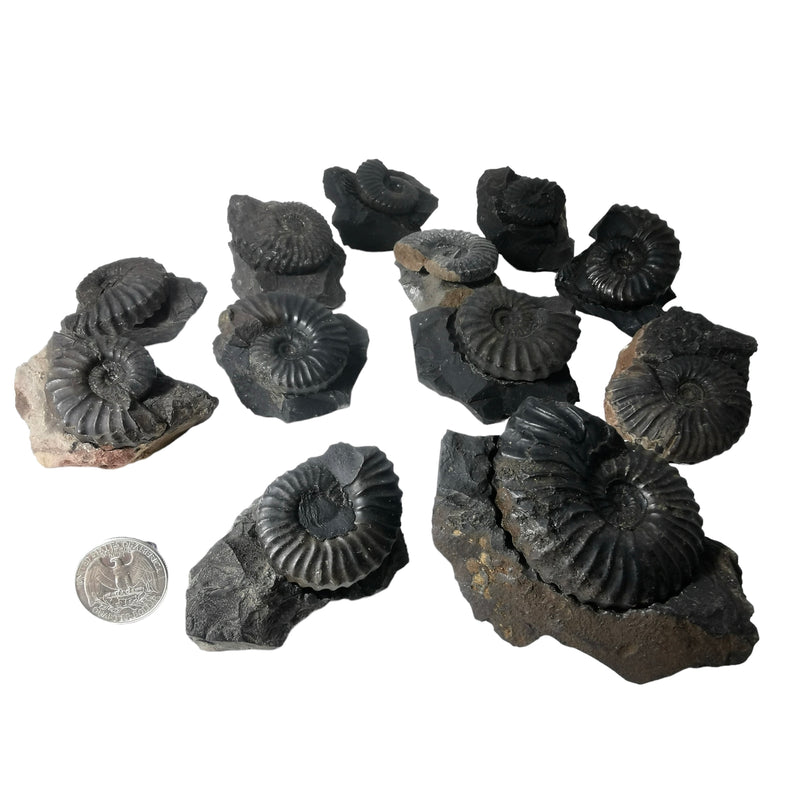 Ammonite (Removable From Matrix) - Fossil