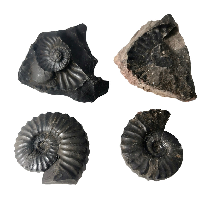 Ammonite (Removable From Matrix) - Fossil