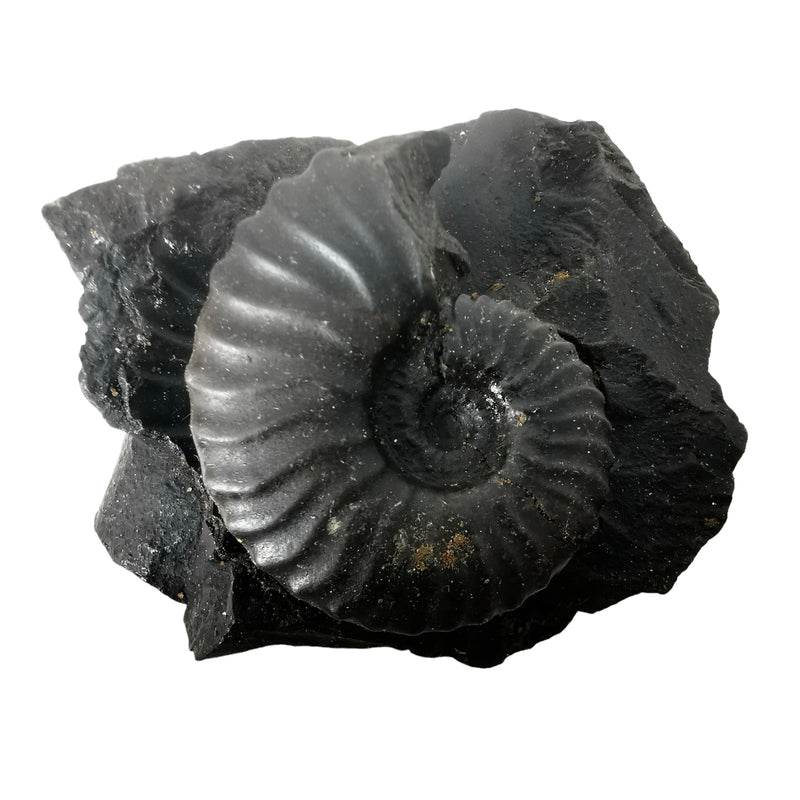 Ammonite (Removable From Matrix) - Fossil