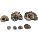 Ammonite Douvilleiceras - Fossil Specimen - Madagascar - Cretaceous Period
