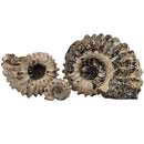 Ammonite Douvilleiceras - Fossil Specimen - Madagascar - Cretaceous Period