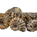Ammonite Douvilleiceras - Fossil Specimen - Madagascar - Cretaceous Period