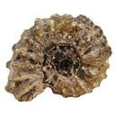 Ammonite Douvilleiceras - Fossil Specimen - Madagascar - Cretaceous Period