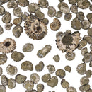 Ammonite Douvilleiceras - Fossil Specimen - Madagascar - Cretaceous Period