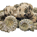 Ammonite Douvilleiceras - Fossil Specimen - Madagascar - Cretaceous Period