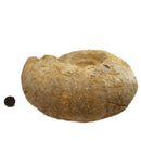 Cenoceras Ammonite - Fossil Specimen