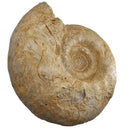 Cenoceras Ammonite - Fossil Specimen