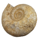 Cenoceras Ammonite - Fossil Specimen