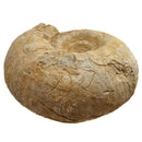 Cenoceras Ammonite - Fossil Specimen