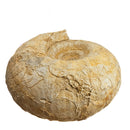 Cenoceras Ammonite - Fossil Specimen