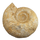 Cenoceras Ammonite - Fossil Specimen