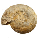 Cenoceras Ammonite - Fossil Specimen