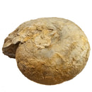 Cenoceras Ammonite - Fossil Specimen