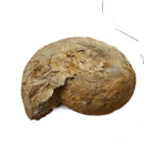 Cenoceras Ammonite - Fossil Specimen