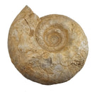 Cenoceras Ammonite - Fossil Specimen