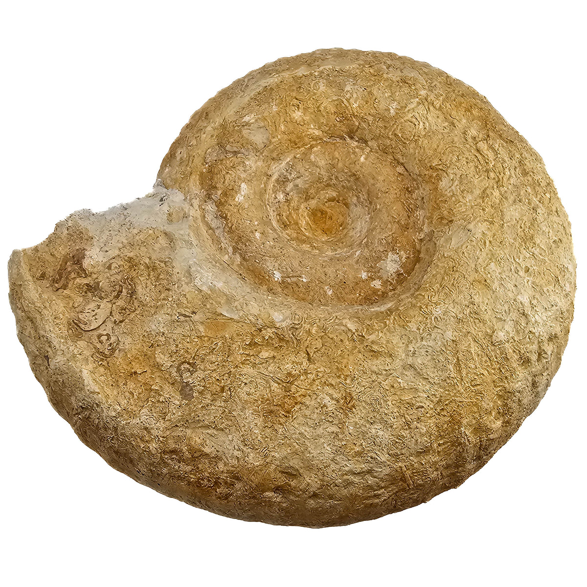 Cenoceras Ammonite fossil specimen from Paris Basin, France.