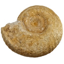 Cenoceras Ammonite - Fossil Specimen