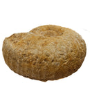 Cenoceras Ammonite - Fossil Specimen