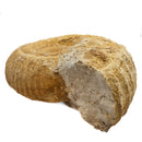 Cenoceras Ammonite - Fossil Specimen