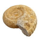 Cenoceras Ammonite - Fossil Specimen