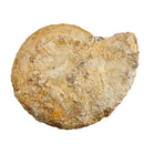Cenoceras Ammonite - Fossil Specimen