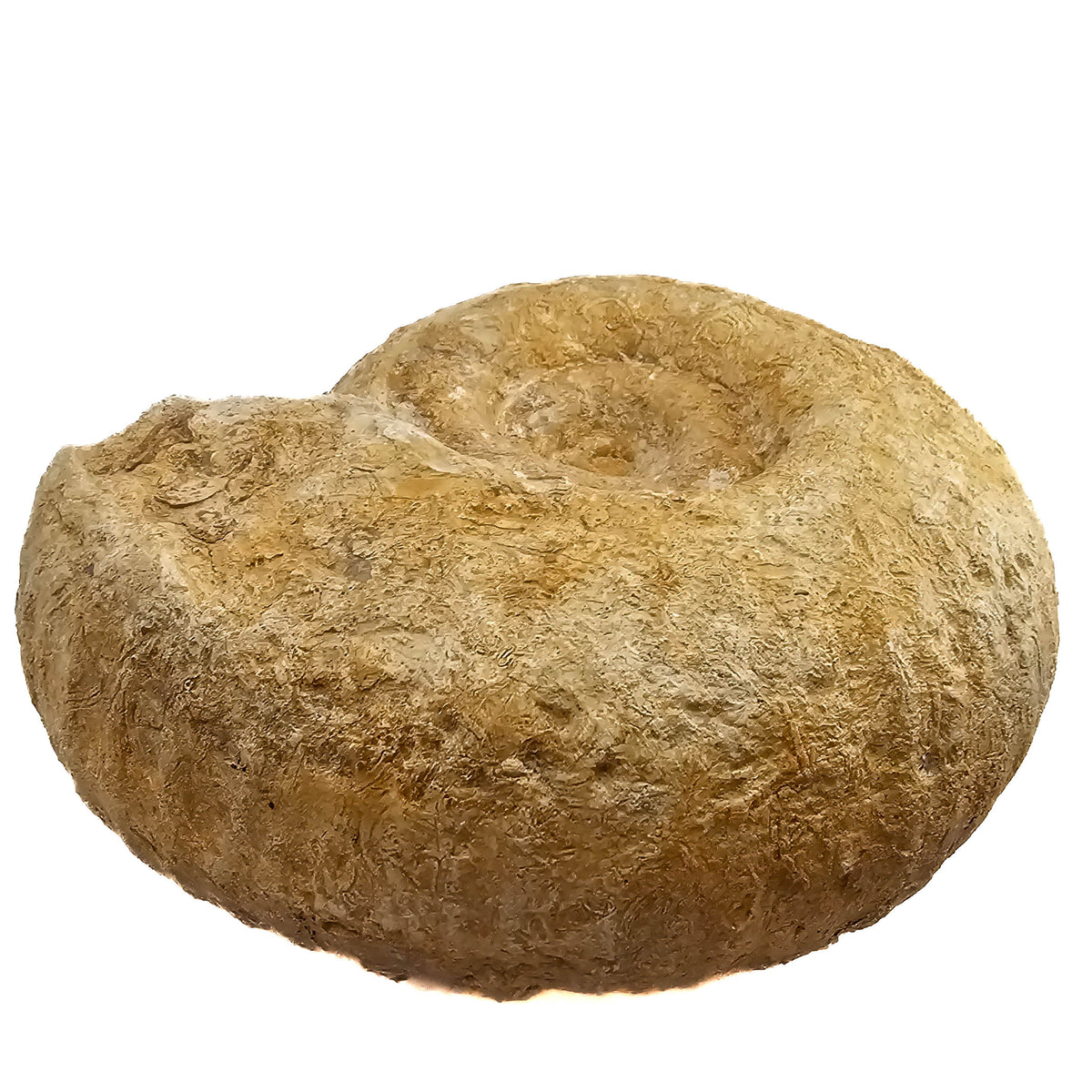 Cenoceras Ammonite fossil specimen from Paris Basin, France.