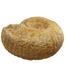 Cenoceras Ammonite - Fossil Specimen