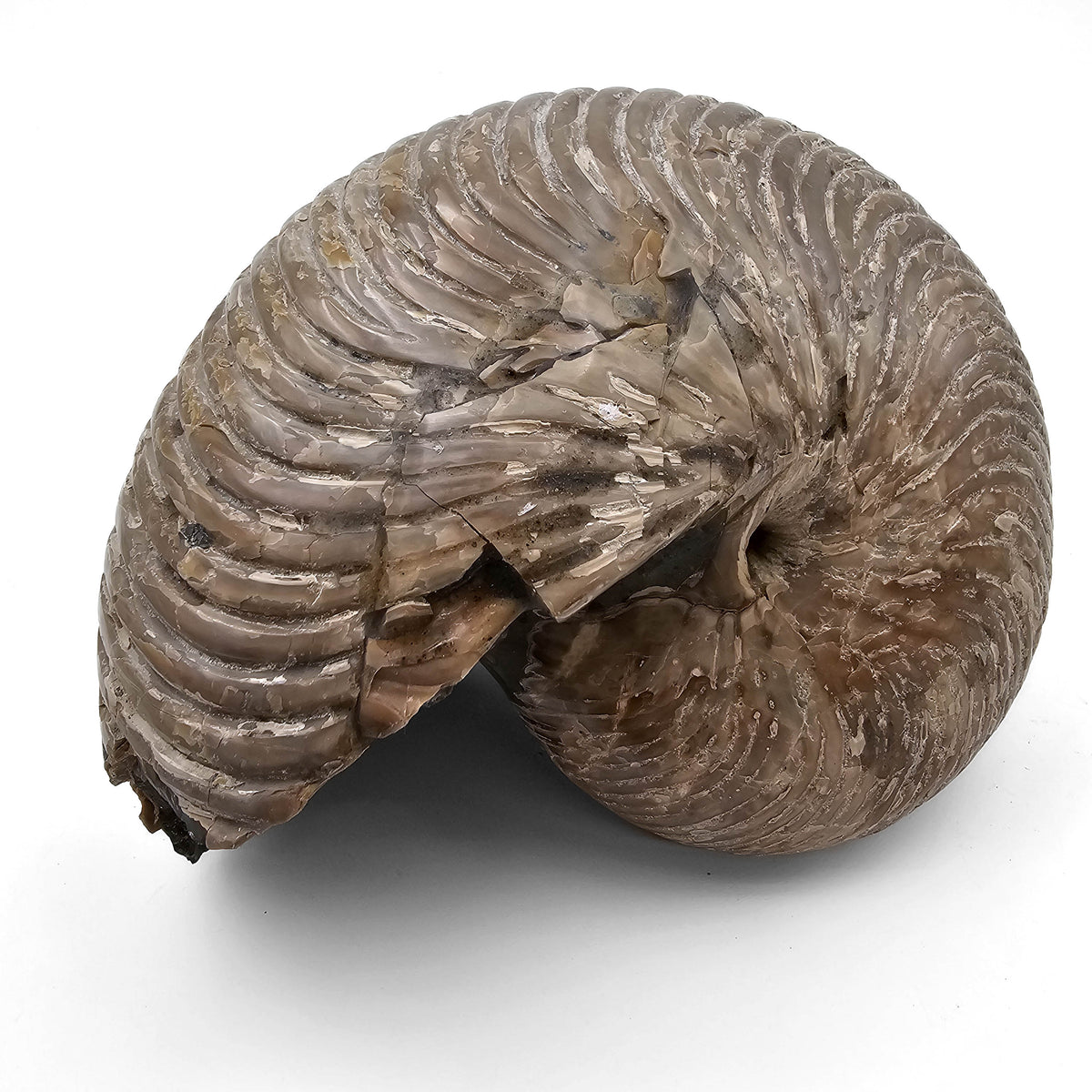 Cleoniceras Besairiei Ammonite fossil specimen from Mahajanga Basin, Mahajanga Province, Madagascar.