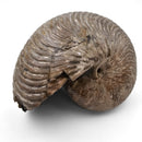 Cleoniceras Besairiei Ammonite - Fossil Specimen