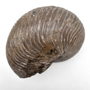 Cleoniceras Besairiei Ammonite - Fossil Specimen