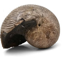 Cleoniceras Besairiei Ammonite - Fossil Specimen