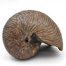 Cleoniceras Besairiei Ammonite - Fossil Specimen