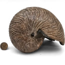 Cleoniceras Besairiei Ammonite - Fossil Specimen