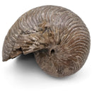 Cleoniceras Besairiei Ammonite - Fossil Specimen